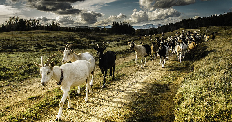 тваринництво